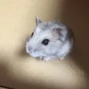 うっちーの画像
