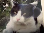 最西端の猫ちゃん