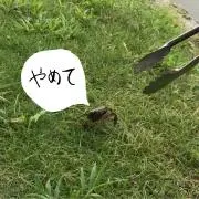 べにいもタルトの画像