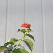 コイルの画像