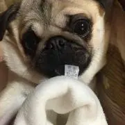 メロンパンダの画像