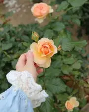 Image of りり
