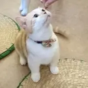 やぼすけの画像