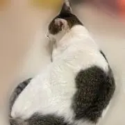 くらげ