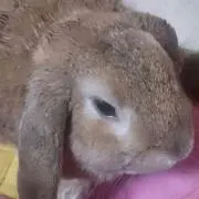 ぽんちゃんぺ