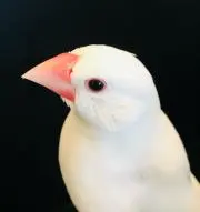 Miyukiの画像