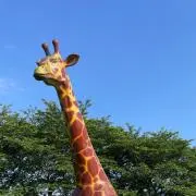 ぴゆんの画像