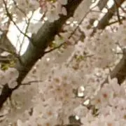 みきの画像