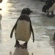 うめ