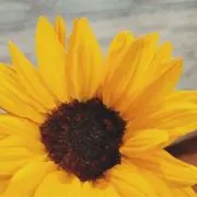 Tapiの画像