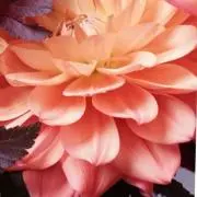 MMの画像