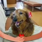 とことこの画像