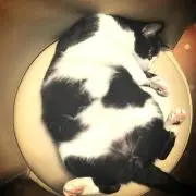 ココナの画像