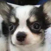 まいまいの画像
