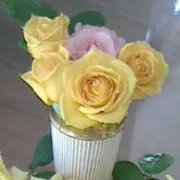 ももともの画像