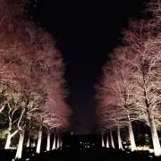 milk teaの画像