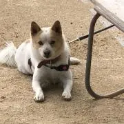 ダイヤAの画像