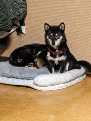 kunihiro