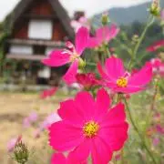 ゆづままの画像