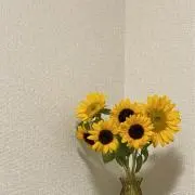 HaNaの画像