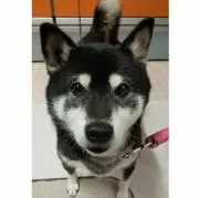 福ちゃんの画像