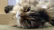 愛【引越しに向けて断捨離中】の画像