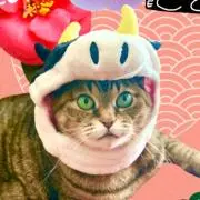 ゆりの画像