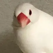 ta-shiの画像