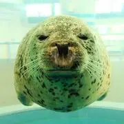 めめの画像