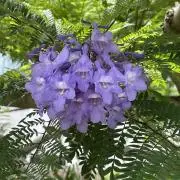 Hanaの画像