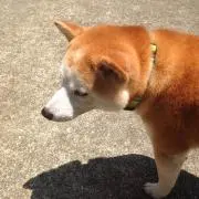 ゆうの画像