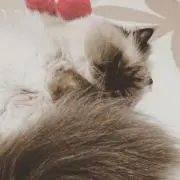 yukiyakonnkonnの画像