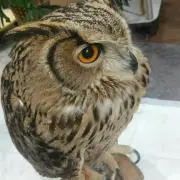 kanoko☆