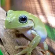 アッシュトレイ