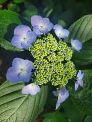 紫陽花✳️プロフィール必ず確認を✳️の画像