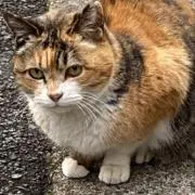 mayumi