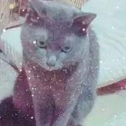 Rubykaの画像