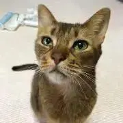 abiの画像