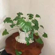 のんこの画像