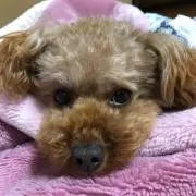 ゆうこりん。