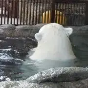 くまくんの画像