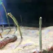 しょこの画像