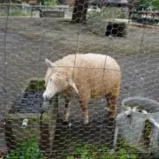 めぇ~の画像