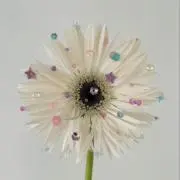 香織の画像