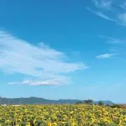 komgomの画像