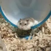 くにさんの画像