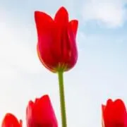 ☆花☆即購入OKおまとめ割ご相談くださいの画像