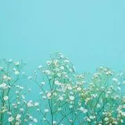 こけこっこーの画像