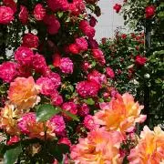 しのに★フォロー割引します★の画像