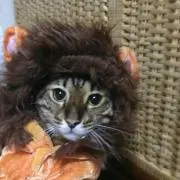 おやかた